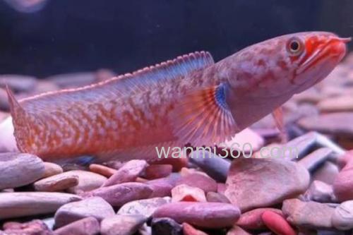 缅甸鳢是什么鱼?_2