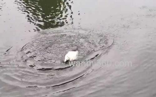 钓鳊鱼_2