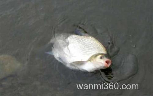 鳊鱼_0