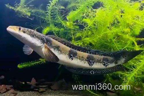 眼鳢是什么鱼?_1