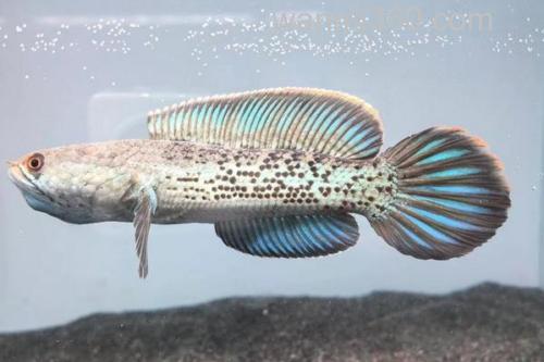 橙斑鳢是什么鱼?_2