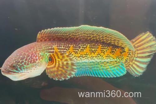 橙斑鳢是什么鱼?_1