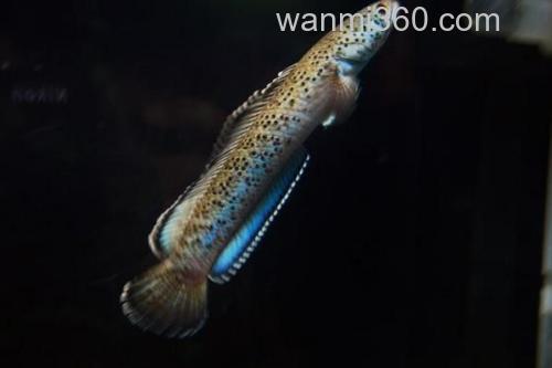 条纹鳢是什么鱼?_3
