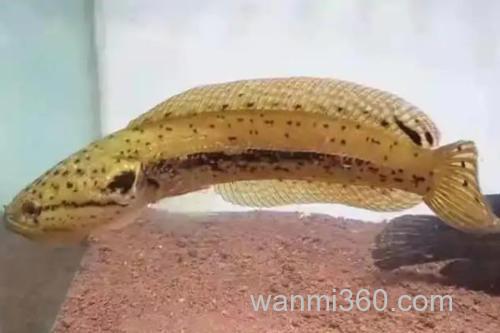 斑卡鳢是什么鱼?_3