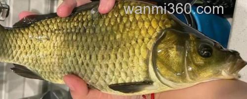 黄金鲫是什么鱼?_0