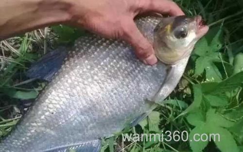 钓鳊鱼_1