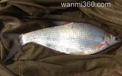 大眼华鳊_2