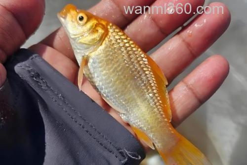 钓黄金鲫用多大的线组?_1