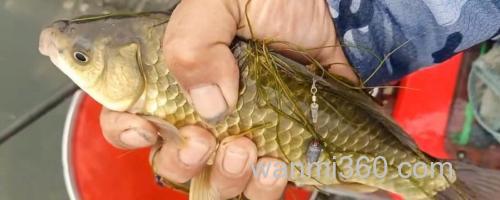 钓黄金鲫用几号鱼钩?_0