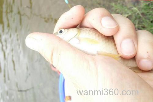 钓黄金鲫用什么饵料好?_2