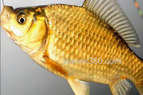 黄金鲫是鲤鱼还是鲫鱼?_1
