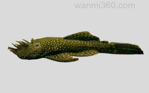 长鳍钩鲶_0
