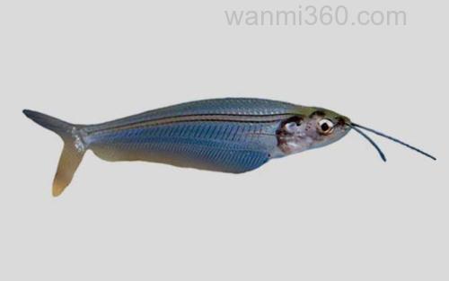 双须缺鳍鲶_0