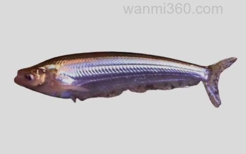 湄南缺鳍鲶_0