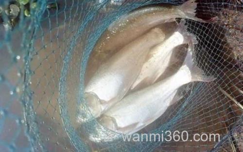 鲢鱼_1