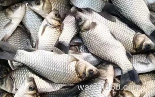 银鲫_4