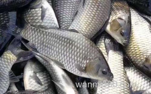 银鲫_0