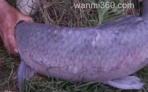 野钓青鱼_3