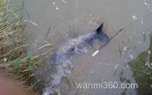 水库钓青鱼_3
