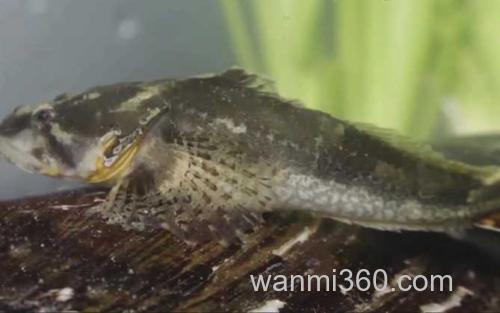 四鳃鲈鱼_0