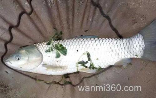 草鱼_0