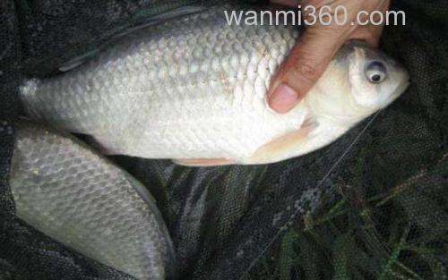 大板鲫_2