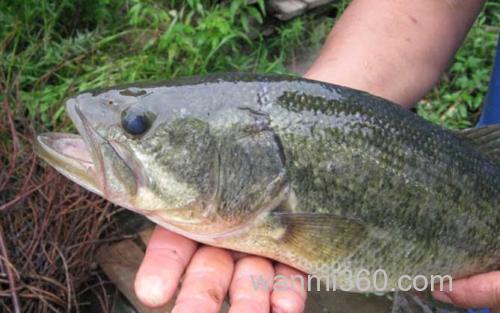 鲈鱼_1