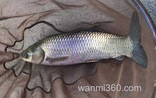 草鱼_2