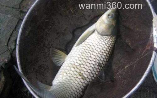 草鱼_1