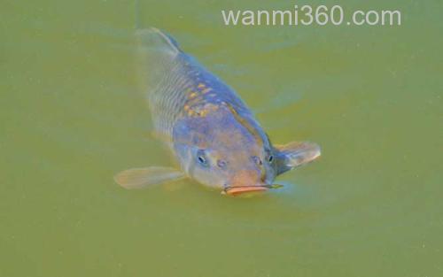 鲤鱼_2
