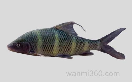 长鳍光唇鱼_0