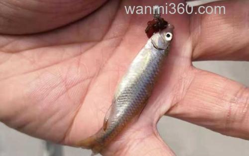 麦穗鱼_3