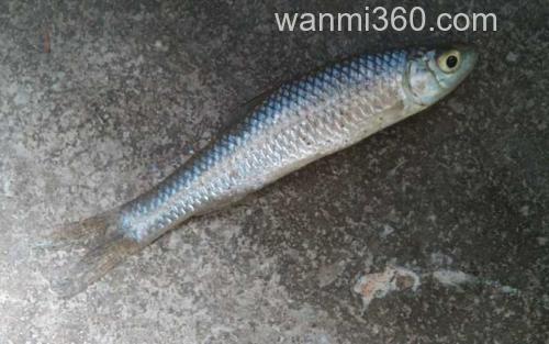 麦穗鱼_0