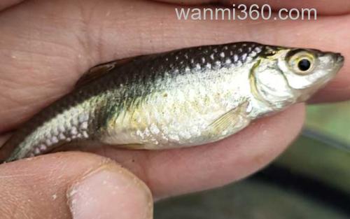 麦穗鱼_2