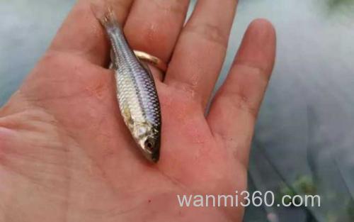 麦穗鱼_1