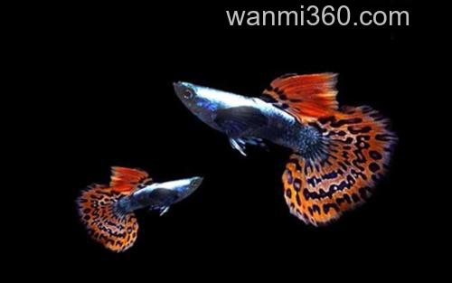马赛克系_0