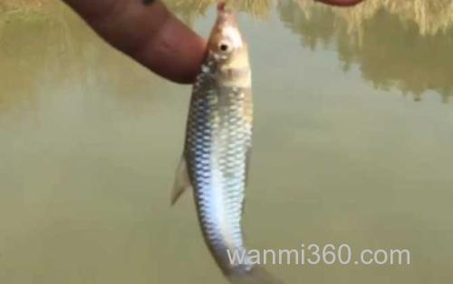 麦穗鱼_1