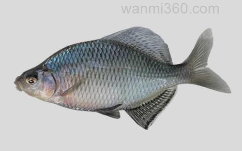 斜方鱊_0