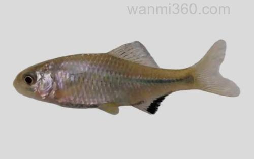 黑斑鱊_0