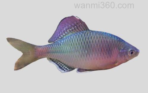 刺鳑鲏_0