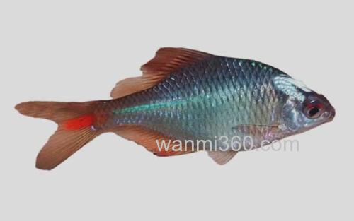 刺鳍鳑鲏_0