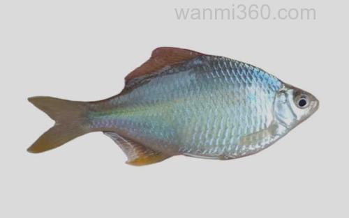 斑条刺鳑鲏_0