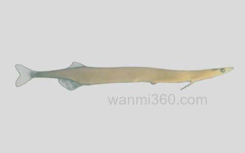 前颌间银鱼_0