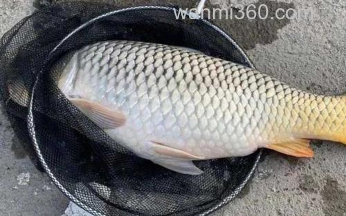 钓鲤鱼_1