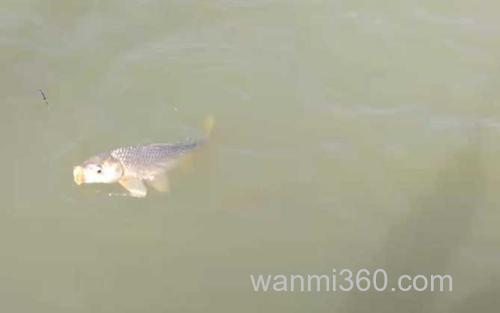 钓鲤鱼_0
