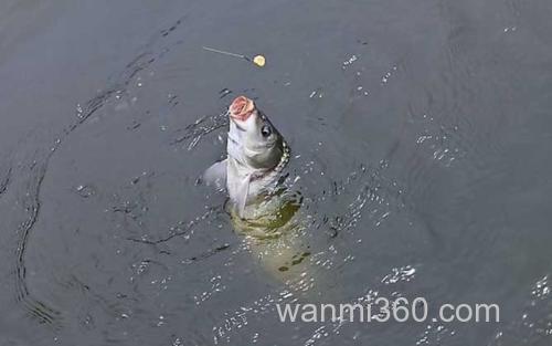 鲤鱼_3