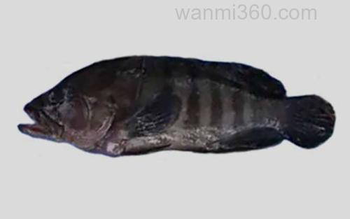 三线石斑鱼_0