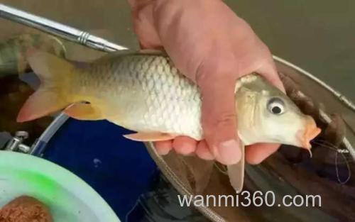 钓鲤鱼_0