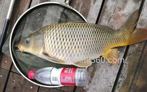夏季钓鲤鱼_0