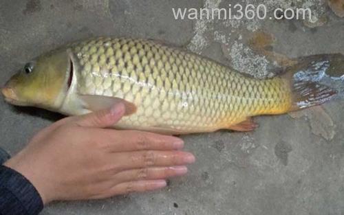钓鲤鱼_5